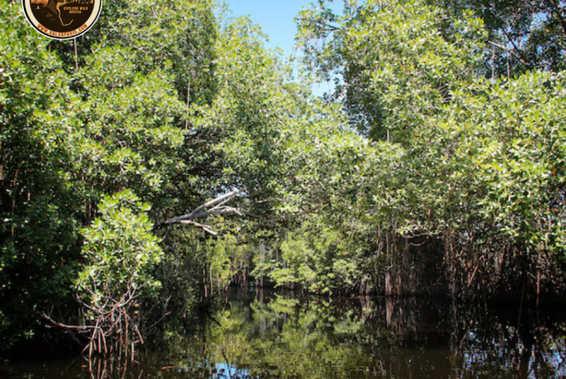 Mangroves by canoe (half day)