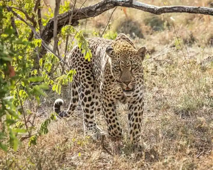 3° giorno avvistamento di un leopardo nel Parco Nazionale di Tsavo Ovest durante il safari di 4 giorni partito dalla costa