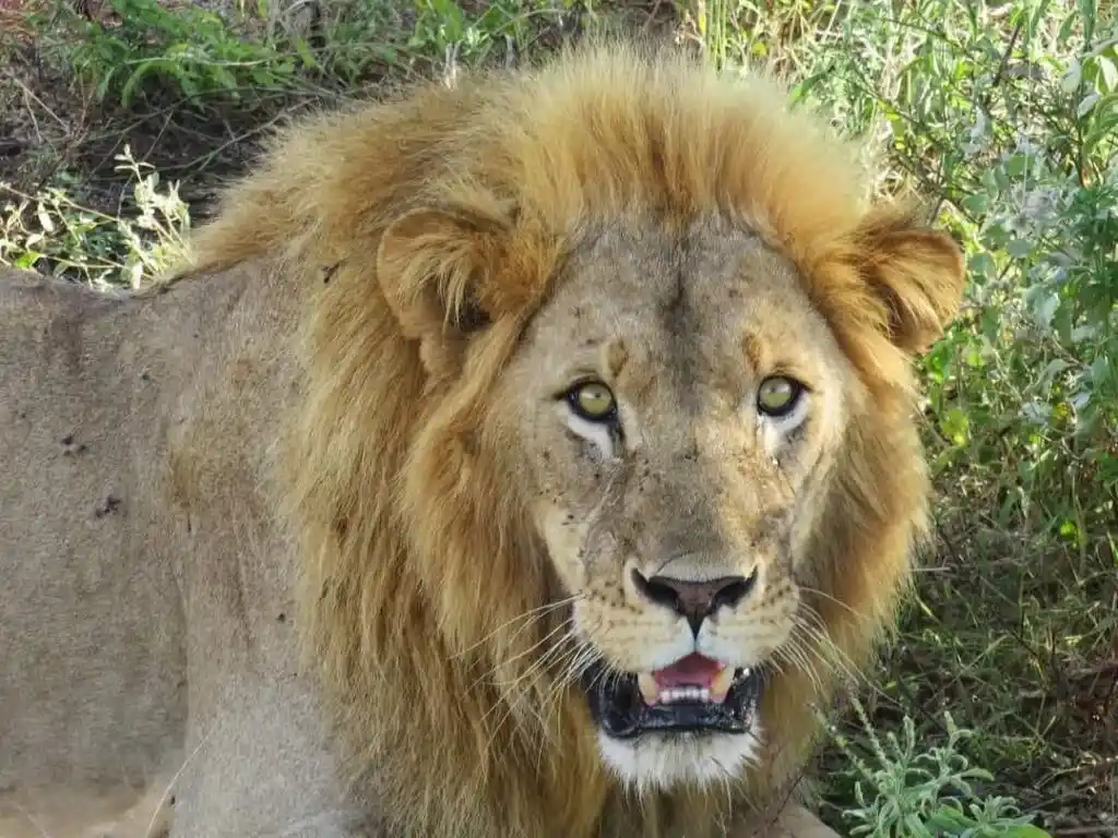 Durante il secondo giorno del safari da Amboseli a Tsavo Ovest è stato avvistato un leone anziano