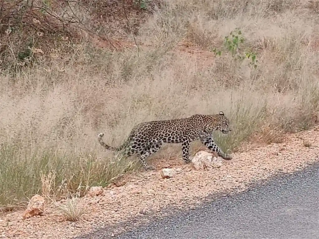 Il quarto giorno, mentre eravamo sul pulmino turistico, è stato avvistato un ghepardo a Tsavo Est