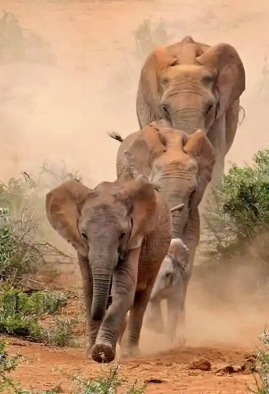 Safari “Big 5” di 7 giorni con partenza da Nairobi con Kenya Safari Europa – Giorno 6 a Tasvo Est un branco di elefanti, con il muso sporco di polvere rossa, si sposta alla ricerca di cibo